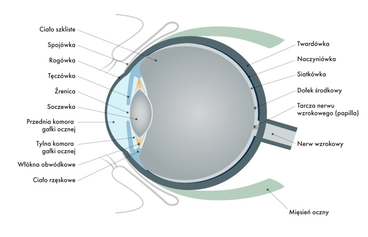 Budowa oka narząd wzroku