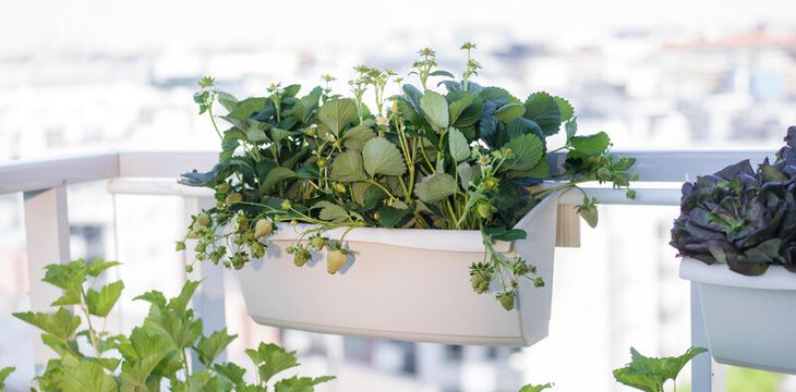 Jak uprawiać truskawki na balkonie