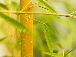 Dekoracyjna roślina - bambus.