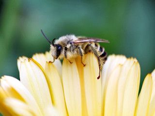 8 sierpnia - Wielki Dzień Pszczół.