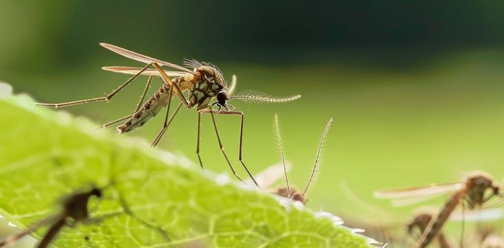Jak skutecznie pozbyć się komarów?