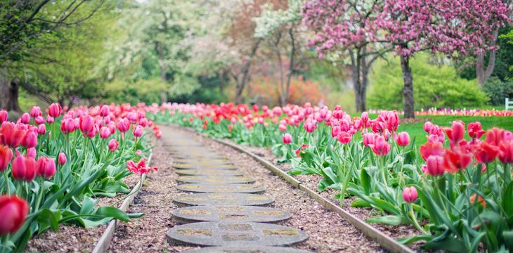 Krótki poradnik dla początkujących ogrodników o sadzeniu tulipanów.