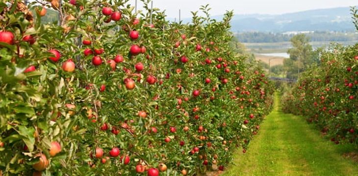 Odmiany jabłoni o wyjątkowych walorach ozdobnych, które ozdobią twój ogród.
