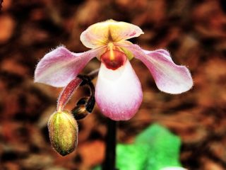 Uprawa i pielęgnacja orchidei.