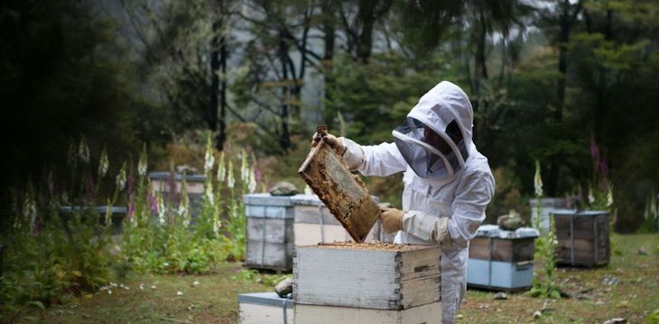 Tradycje, nowości i innowacje w polskim pszczelarstwie.