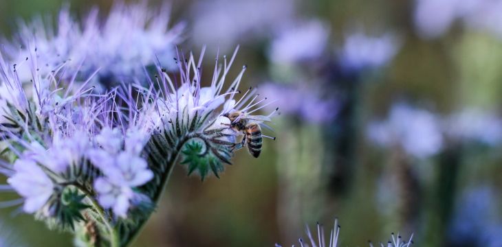 5 praktycznych sposobów, aby ratować pszczoły.