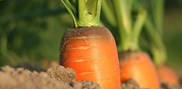 W jakie produkty warto się zaopatrzyć w sklepie z nasionami warzyw?