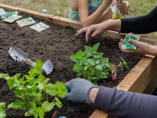 Jak urządzić własny ogródek warzywny?