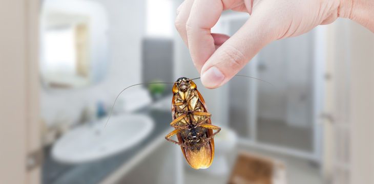 Pozbądź się z domu uciążliwych owadów dzięki środkom na insekty.