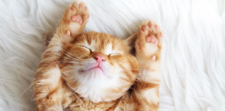9 najpopularniejszych mitów związanych z żywieniem i pielęgnacją naszych kotów. Sprawdź, czy je znasz.