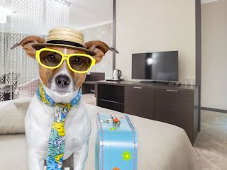 Pomysł na jesienny urlop z psem – rusza akcja „Pies w hotelu”.