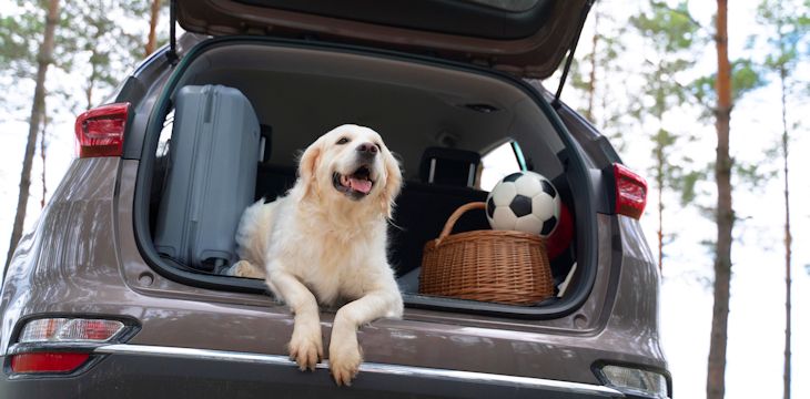 Pies w podróży - jak o niego zadbać?