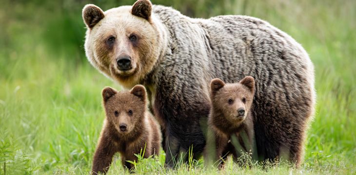 Coraz większy problem z niedźwiedziami w Słowacji. Atakują ludzi.
