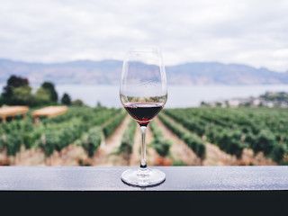 Wino dobrej jakości - jak je poznać?