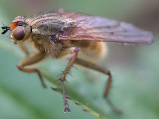 Co to jest entomofobia?